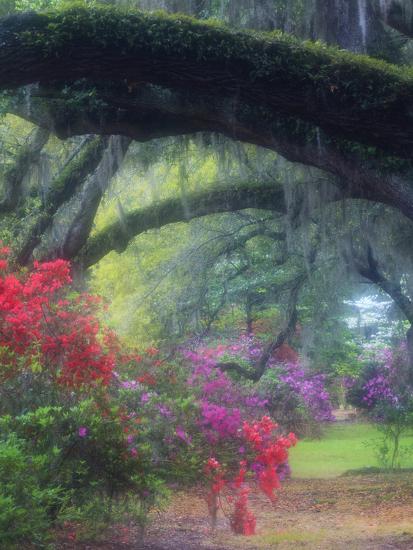 Spring Azaleas in Bloom at Magnolia Plantation and Gardens, Charleston