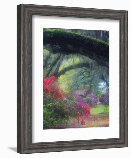 Spring Azaleas in Bloom at Magnolia Plantation and Gardens, Charleston, South Carolina, Usa-Joanne Wells-Framed Photographic Print