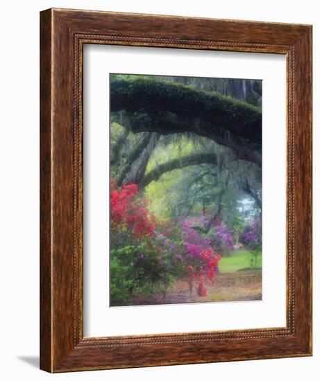 Spring Azaleas in Bloom at Magnolia Plantation and Gardens, Charleston, South Carolina, Usa-Joanne Wells-Framed Photographic Print