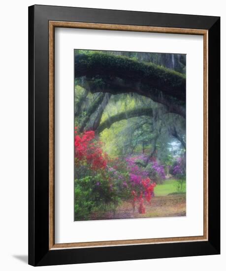 Spring Azaleas in Bloom at Magnolia Plantation and Gardens, Charleston, South Carolina, Usa-Joanne Wells-Framed Photographic Print