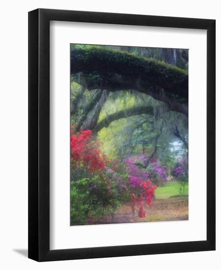 Spring Azaleas in Bloom at Magnolia Plantation and Gardens, Charleston, South Carolina, Usa-Joanne Wells-Framed Photographic Print