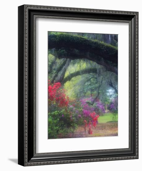 Spring Azaleas in Bloom at Magnolia Plantation and Gardens, Charleston, South Carolina, Usa-Joanne Wells-Framed Photographic Print