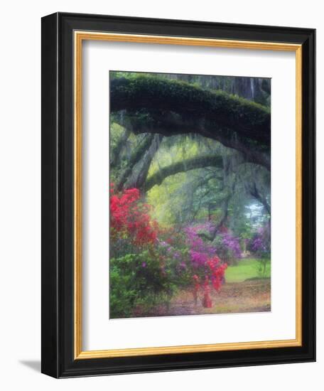 Spring Azaleas in Bloom at Magnolia Plantation and Gardens, Charleston, South Carolina, Usa-Joanne Wells-Framed Photographic Print