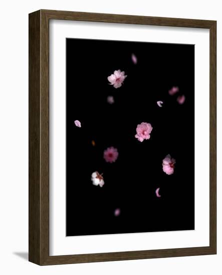 Spring B: Pink Plum Blossom-Doris Mitsch-Framed Photographic Print