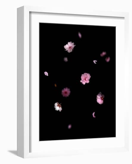 Spring B: Pink Plum Blossom-Doris Mitsch-Framed Photographic Print