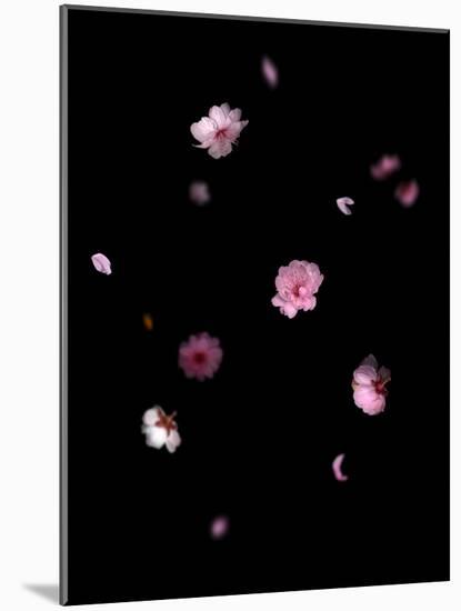 Spring B: Pink Plum Blossom-Doris Mitsch-Mounted Photographic Print