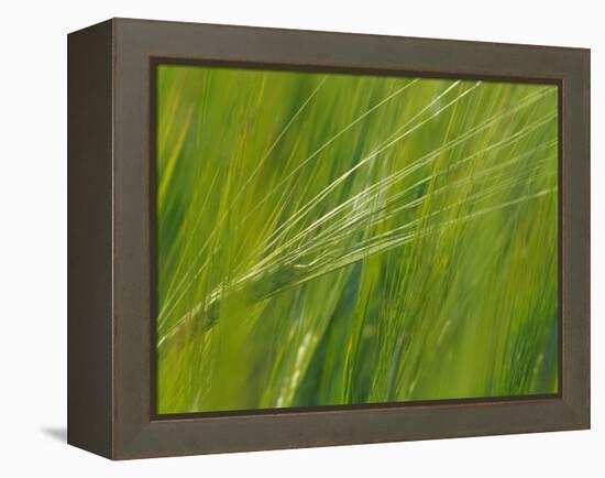 Spring Barley, Palouse, Washington, USA-Terry Eggers-Framed Premier Image Canvas