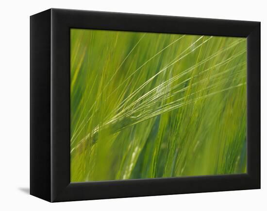 Spring Barley, Palouse, Washington, USA-Terry Eggers-Framed Premier Image Canvas