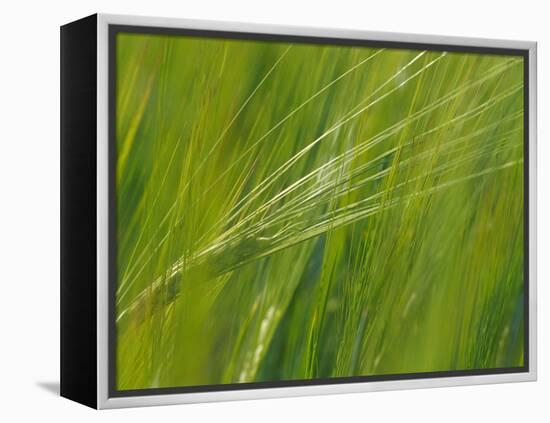 Spring Barley, Palouse, Washington, USA-Terry Eggers-Framed Premier Image Canvas