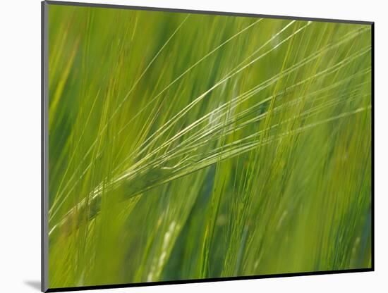 Spring Barley, Palouse, Washington, USA-Terry Eggers-Mounted Photographic Print