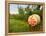 Spring Barrel Tasting, Lake Chelan, Washington, USA-Richard Duval-Framed Premier Image Canvas