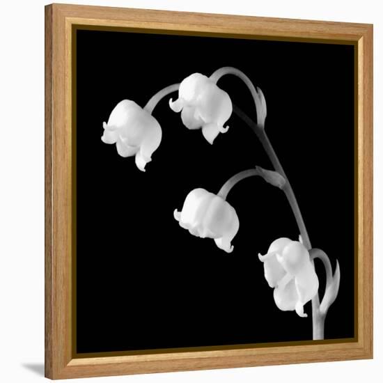 Spring Bells I-Michael Faragher-Framed Stretched Canvas