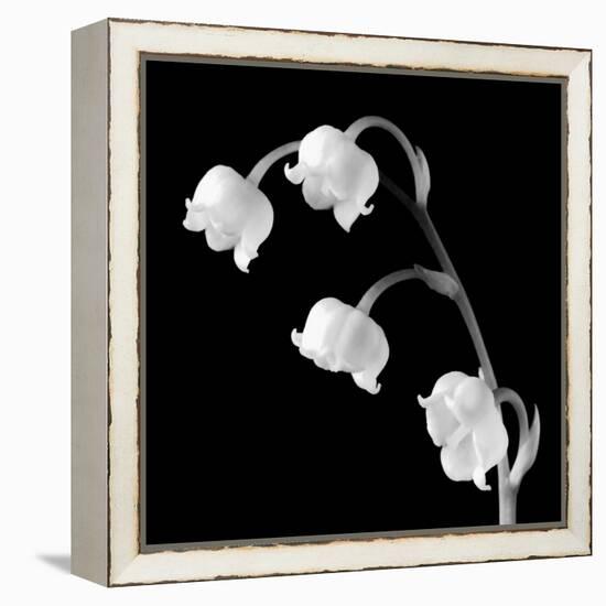 Spring Bells I-Michael Faragher-Framed Stretched Canvas