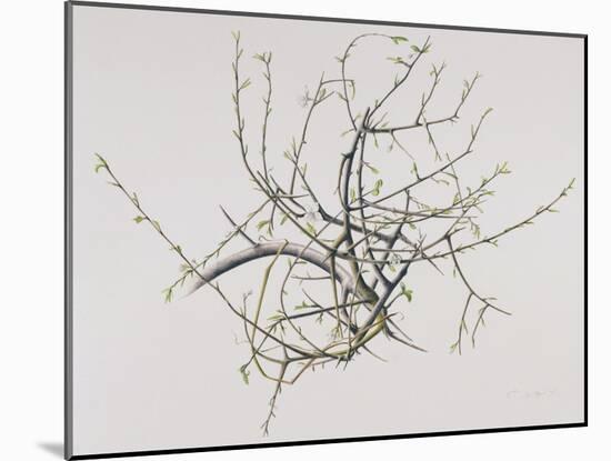 Spring Blackthorn, 1998-Rebecca John-Mounted Giclee Print