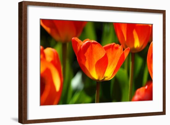 Spring Bling-pudding-Framed Photographic Print