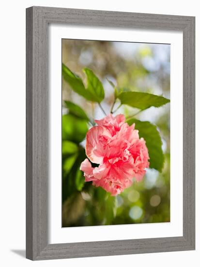 Spring Bloom II-Karyn Millet-Framed Photo