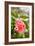 Spring Bloom II-Karyn Millet-Framed Photo