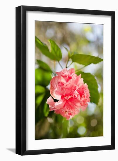 Spring Bloom II-Karyn Millet-Framed Photo