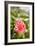 Spring Bloom II-Karyn Millet-Framed Photo