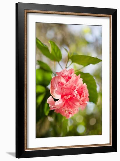 Spring Bloom II-Karyn Millet-Framed Photo