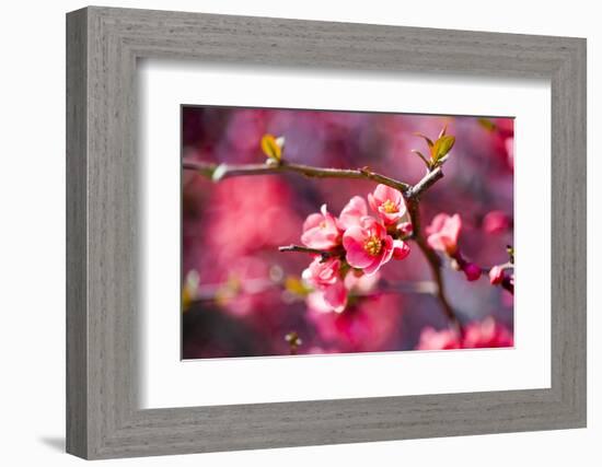 Spring-Bloom-Brigitte Protzel-Framed Photographic Print