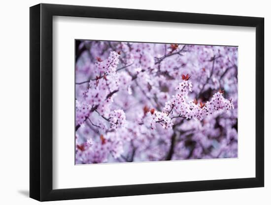 Spring-Bloom-Brigitte Protzel-Framed Photographic Print