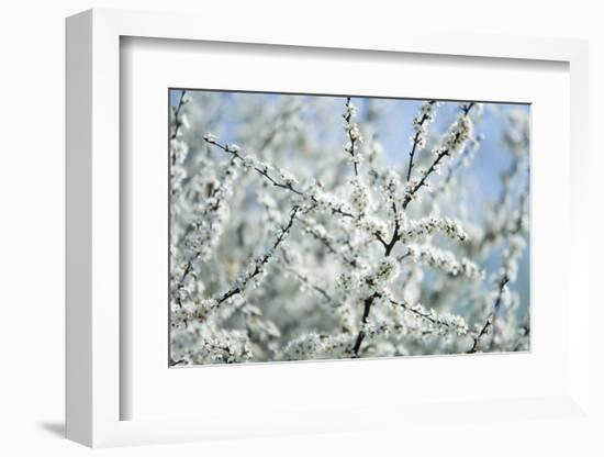 Spring-Bloom-Brigitte Protzel-Framed Photographic Print