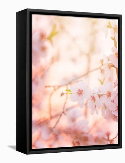 Spring Blooming Tree-Anna Omelchenko-Framed Premier Image Canvas