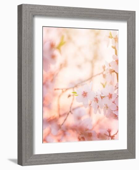 Spring Blooming Tree-Anna Omelchenko-Framed Photographic Print