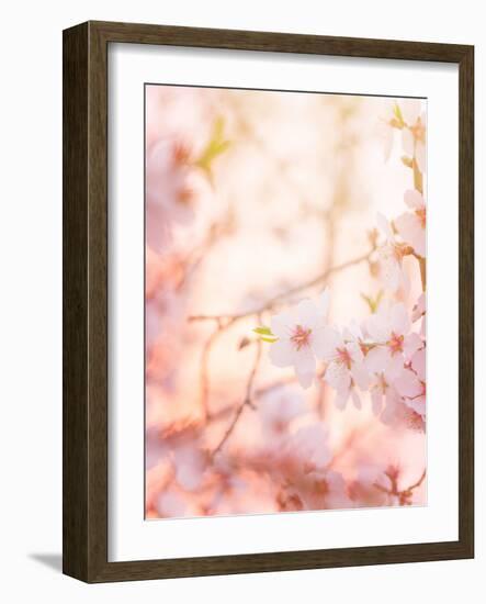 Spring Blooming Tree-Anna Omelchenko-Framed Photographic Print