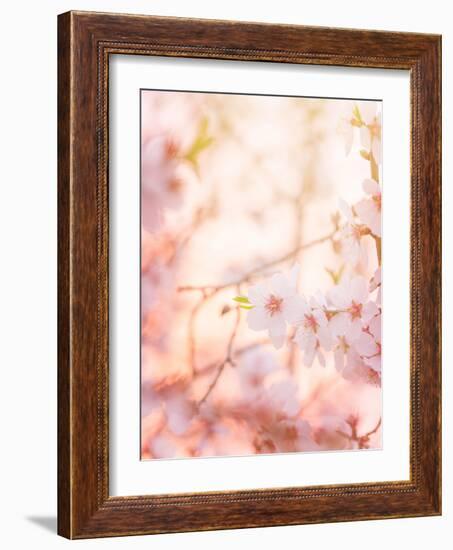 Spring Blooming Tree-Anna Omelchenko-Framed Photographic Print