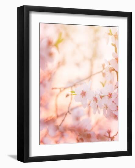 Spring Blooming Tree-Anna Omelchenko-Framed Photographic Print