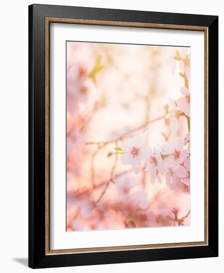 Spring Blooming Tree-Anna Omelchenko-Framed Photographic Print