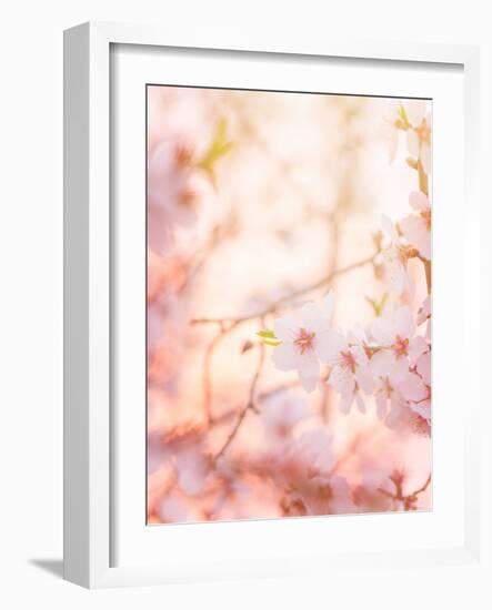 Spring Blooming Tree-Anna Omelchenko-Framed Photographic Print