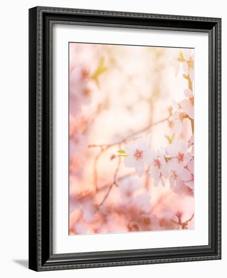 Spring Blooming Tree-Anna Omelchenko-Framed Photographic Print