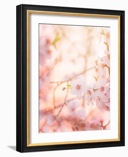 Spring Blooming Tree-Anna Omelchenko-Framed Photographic Print