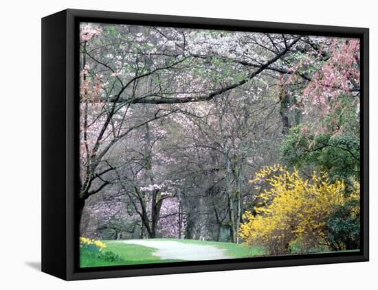 Spring Blooms in Washington Park Arboretum, Seattle, Washington, USA-William Sutton-Framed Premier Image Canvas