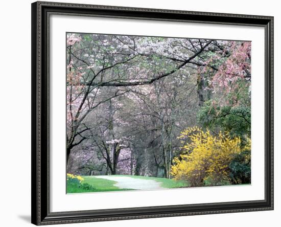 Spring Blooms in Washington Park Arboretum, Seattle, Washington, USA-William Sutton-Framed Photographic Print