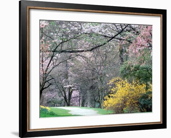 Spring Blooms in Washington Park Arboretum, Seattle, Washington, USA-William Sutton-Framed Photographic Print