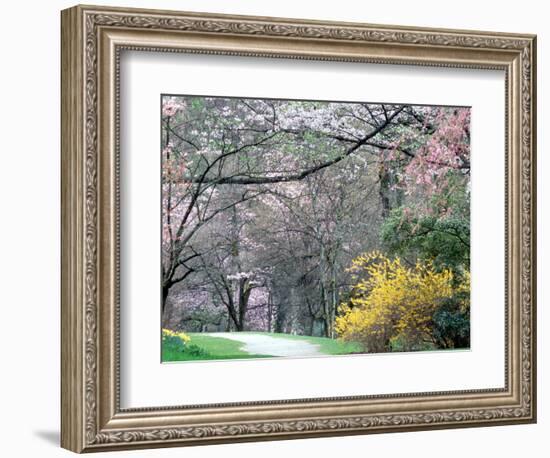 Spring Blooms in Washington Park Arboretum, Seattle, Washington, USA-William Sutton-Framed Photographic Print