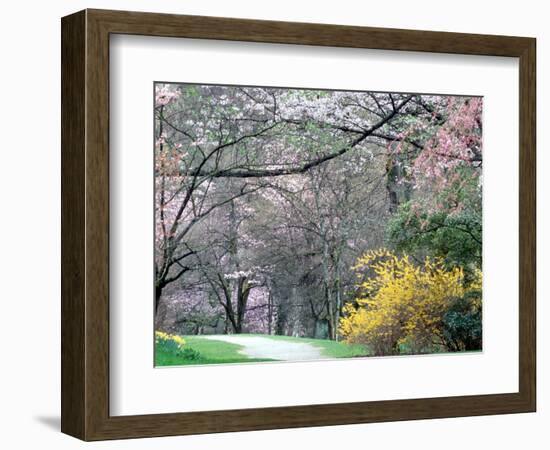 Spring Blooms in Washington Park Arboretum, Seattle, Washington, USA-William Sutton-Framed Photographic Print