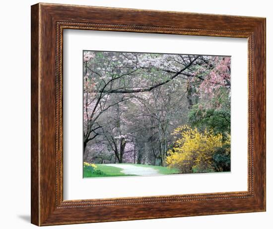 Spring Blooms in Washington Park Arboretum, Seattle, Washington, USA-William Sutton-Framed Photographic Print