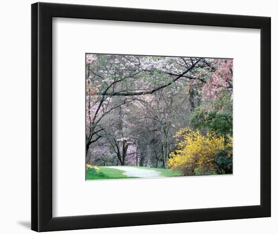 Spring Blooms in Washington Park Arboretum, Seattle, Washington, USA-William Sutton-Framed Photographic Print