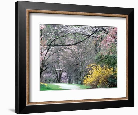 Spring Blooms in Washington Park Arboretum, Seattle, Washington, USA-William Sutton-Framed Photographic Print