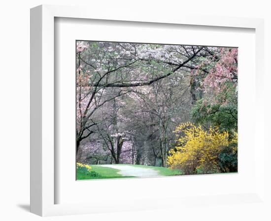 Spring Blooms in Washington Park Arboretum, Seattle, Washington, USA-William Sutton-Framed Photographic Print