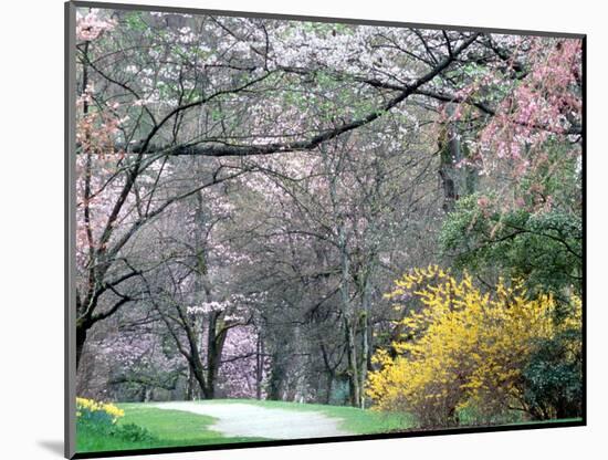 Spring Blooms in Washington Park Arboretum, Seattle, Washington, USA-William Sutton-Mounted Photographic Print