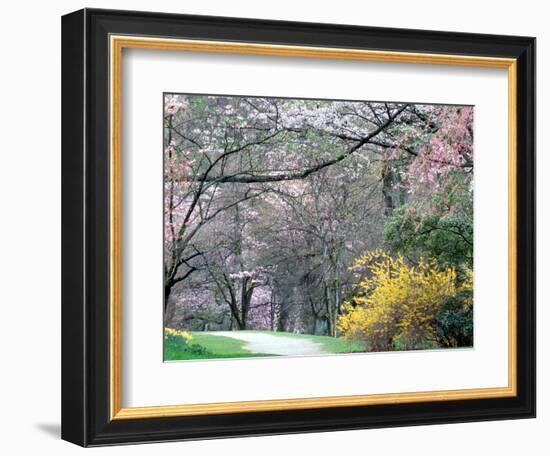 Spring Blooms in Washington Park Arboretum, Seattle, Washington, USA-William Sutton-Framed Photographic Print