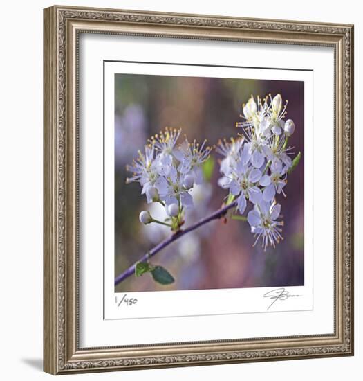 Spring Blooms-Ken Bremer-Framed Limited Edition