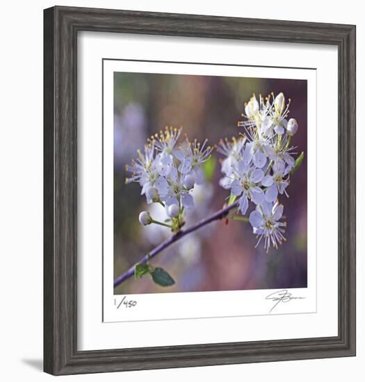 Spring Blooms-Ken Bremer-Framed Limited Edition