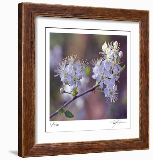 Spring Blooms-Ken Bremer-Framed Limited Edition